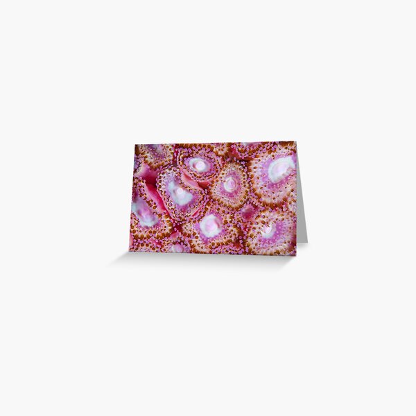 The Anemone Collection - pretty pinks Greeting Card
