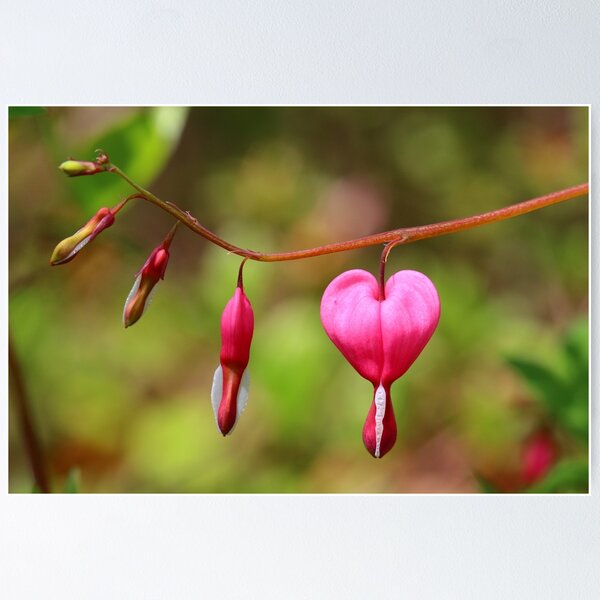 Item preview, Bleeding Heart designed and sold by Dalmatinka.