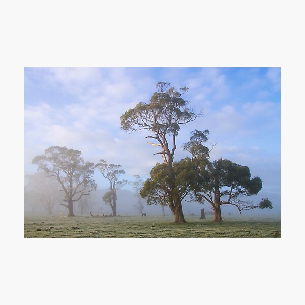Aperçu de l'œuvre ~ Gommes dans la brume ~ créée et vendue par Leeo.