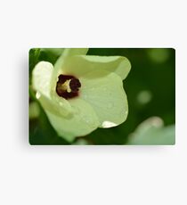 ochre Canvas Print