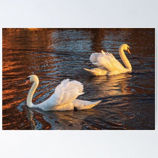 Item preview, Waving Bookend Swans designed and sold by Owed To Nature.