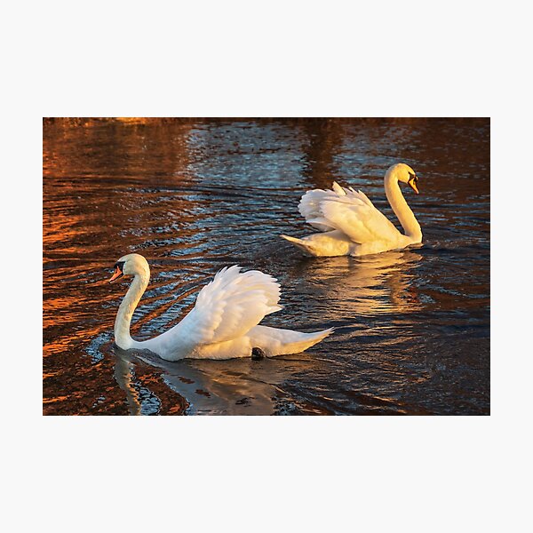 Item preview, Waving Bookend Swans designed and sold by Owed To Nature.