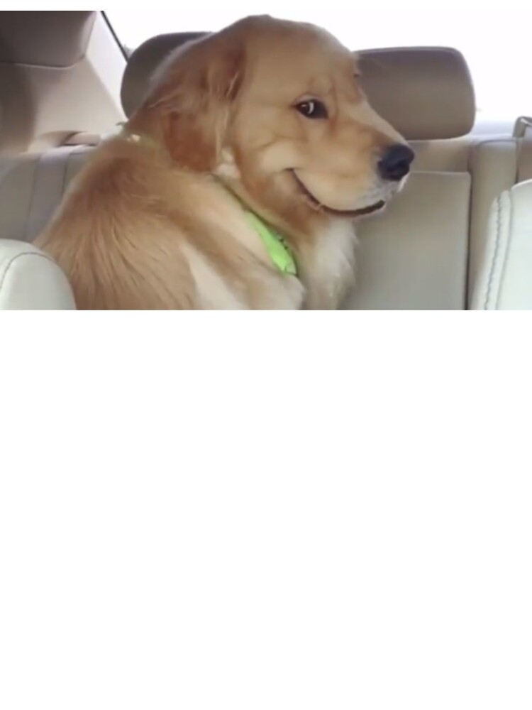 Evil Smiling Dog In Car Reddit Meme