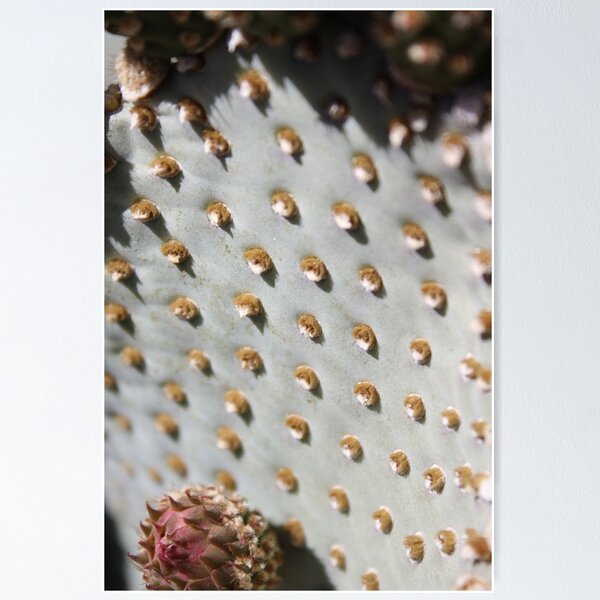 Artikelvorschau, Prickly Pear Cactus Landscape entworfen und verkauft von IreKire.