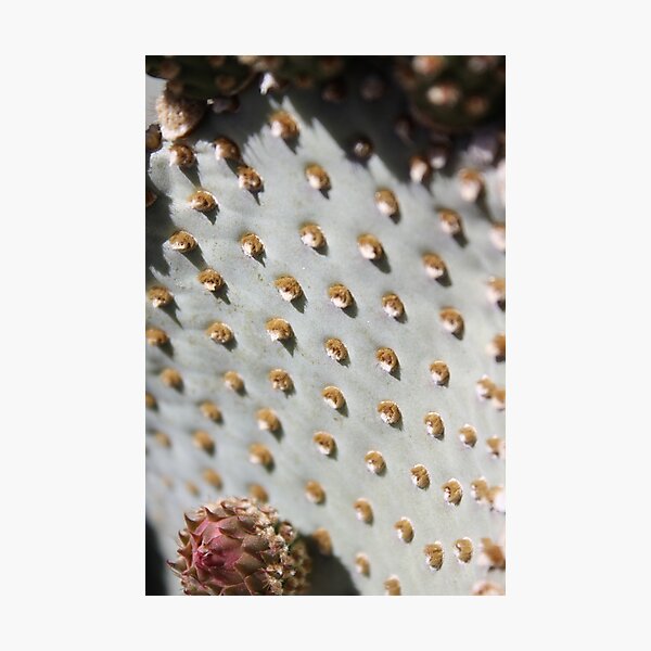 Artikelvorschau, Prickly Pear Cactus Landscape entworfen und verkauft von IreKire.
