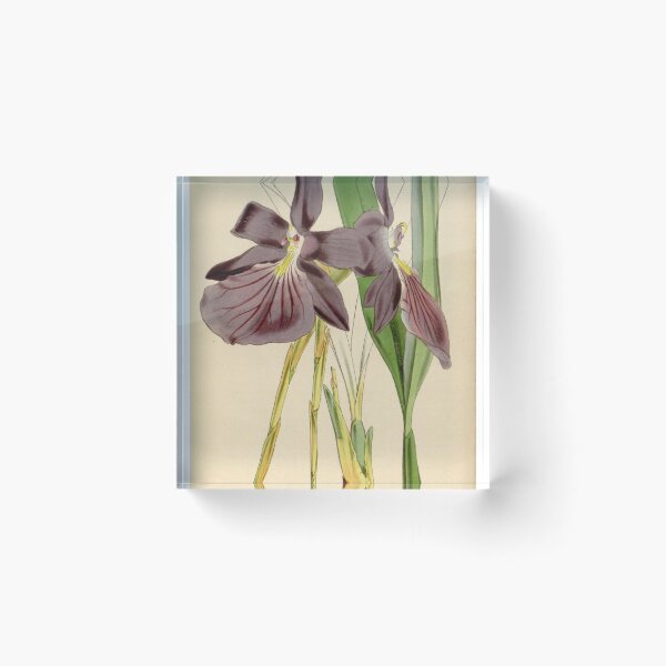 Item preview, Miltonia spectabilis, var. purpureo violacea Curtis' 75 (Ser. 3 no. 5) pl. 4425 (1849) designed and sold by EsotericBotanic.