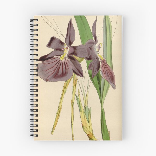 Item preview, Miltonia spectabilis, var. purpureo violacea Curtis' 75 (Ser. 3 no. 5) pl. 4425 (1849) designed and sold by EsotericBotanic.