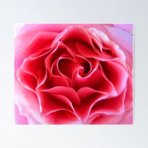 Item preview, A Pink Rose designed and sold by KR Art Studio.