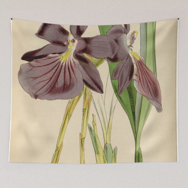 Item preview, Miltonia spectabilis, var. purpureo violacea Curtis' 75 (Ser. 3 no. 5) pl. 4425 (1849) designed and sold by EsotericBotanic.