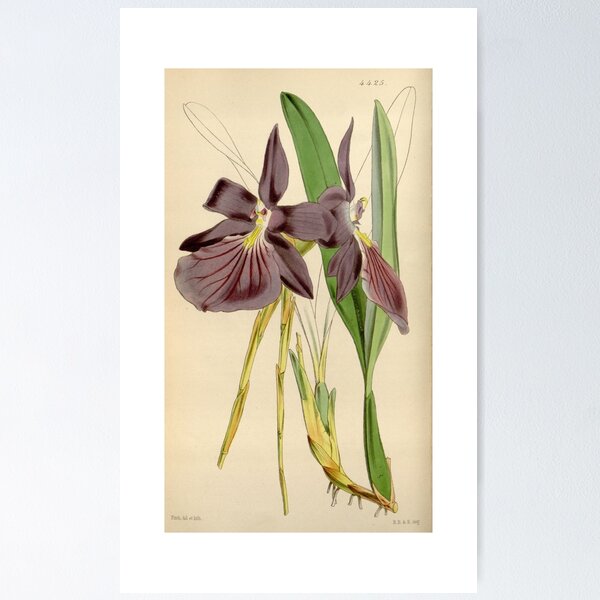 Item preview, Miltonia spectabilis, var. purpureo violacea Curtis' 75 (Ser. 3 no. 5) pl. 4425 (1849) designed and sold by EsotericBotanic.