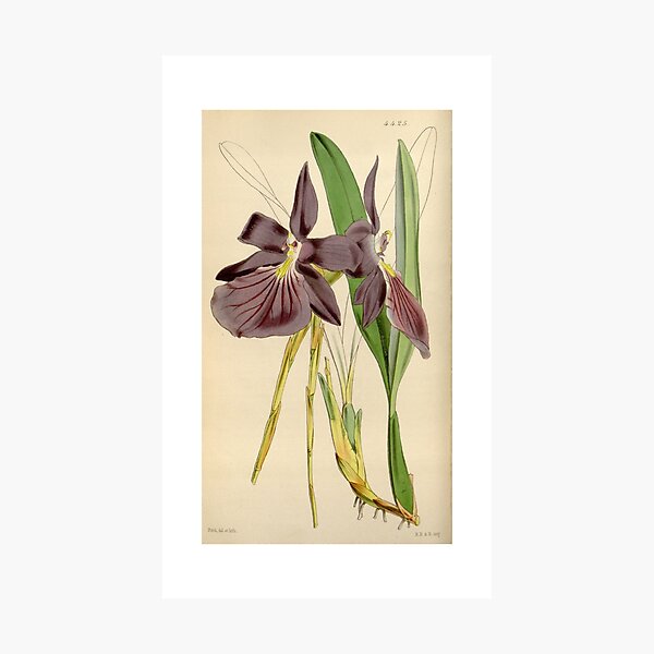 Item preview, Miltonia spectabilis, var. purpureo violacea Curtis' 75 (Ser. 3 no. 5) pl. 4425 (1849) designed and sold by EsotericBotanic.