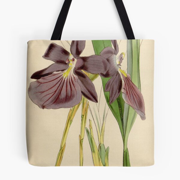 Item preview, Miltonia spectabilis, var. purpureo violacea Curtis' 75 (Ser. 3 no. 5) pl. 4425 (1849) designed and sold by EsotericBotanic.