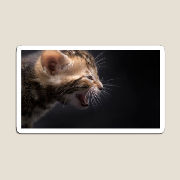 Item preview, Kitten scream designed and sold by AmbientEye.