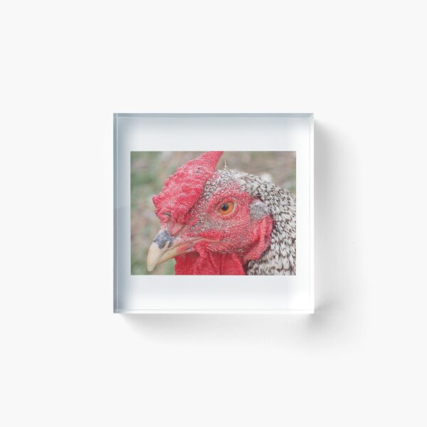 Item preview, A Feathered Friend  designed and sold by TC-Has-Riddles.
