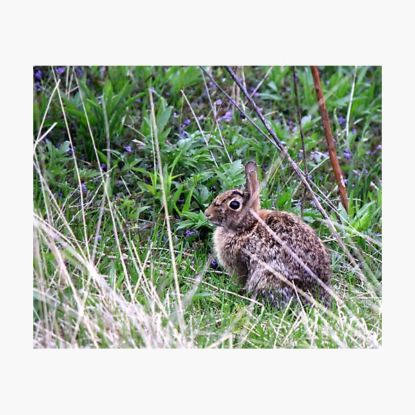 Item preview, Eastern Cottontail in the Brush designed and sold by Codee Pyke.