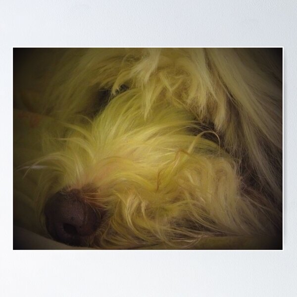 Item preview, Maisie designed and sold by mark alan perry.