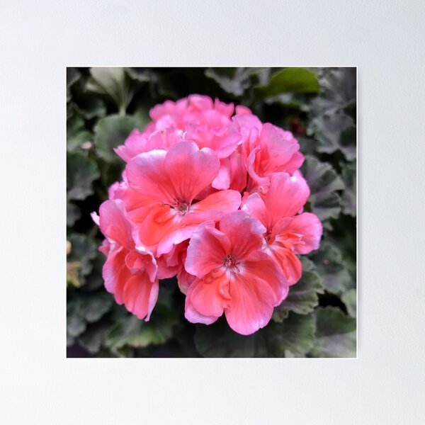 Item preview, Gorgeous Geraniums designed and sold by richardbryce.