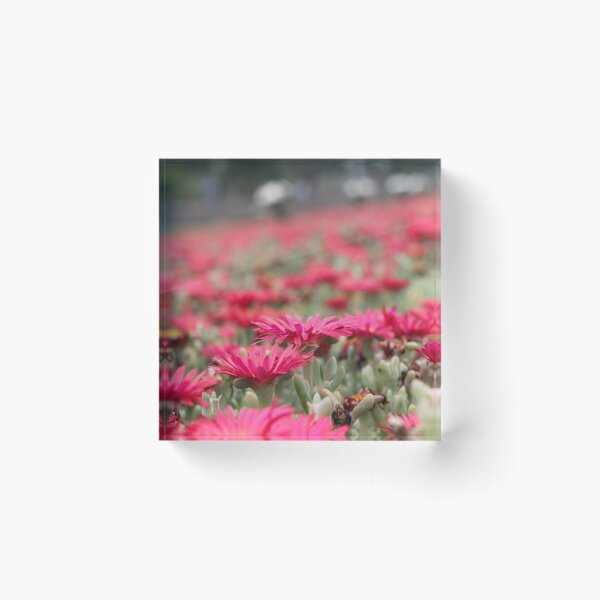 Item preview, Daisies at the WW2 German Cemetery Maleme Crete Greece designed and sold by wtgs.