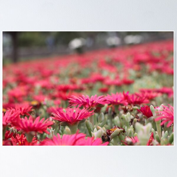 Item preview, Daisies at the WW2 German Cemetery Maleme Crete Greece designed and sold by wtgs.