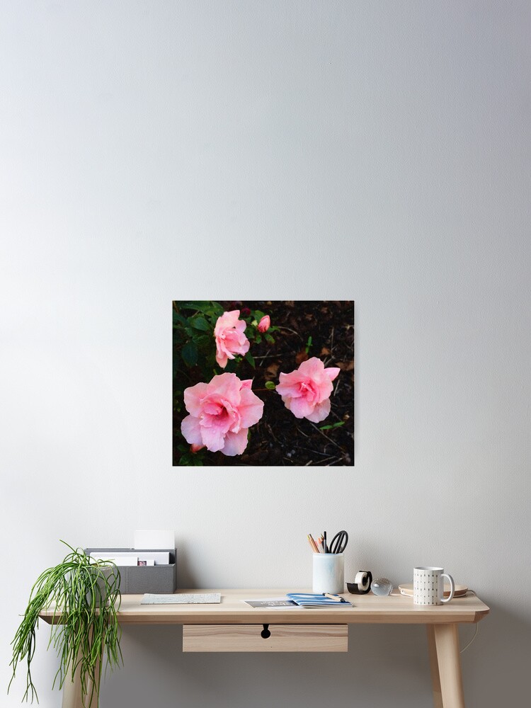 Thumbnail 2 von 3, Poster, Azalee - errötendes Rosa designt und verkauft von Rasendyll.