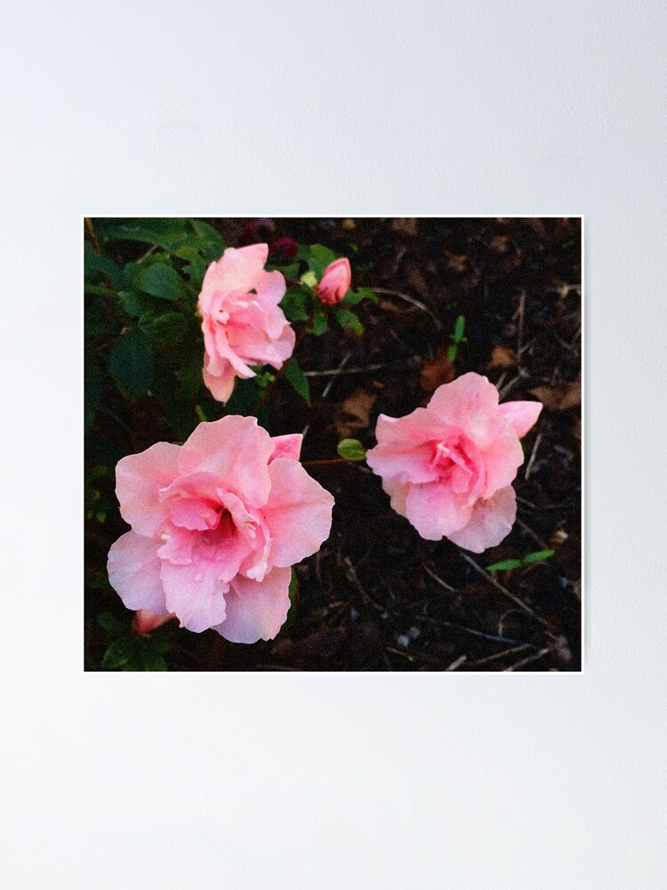 Thumbnail 1 von 3, Poster, Azalee - errötendes Rosa designt und verkauft von Rasendyll.