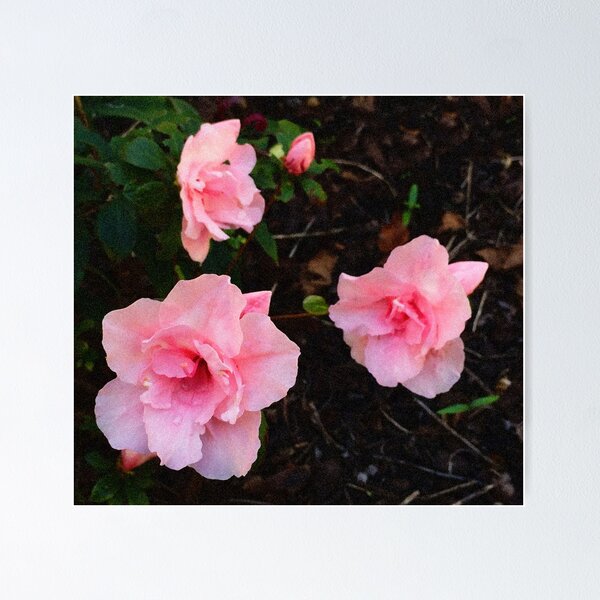 Artikelvorschau, Azalee - errötendes Rosa entworfen und verkauft von Rasendyll.
