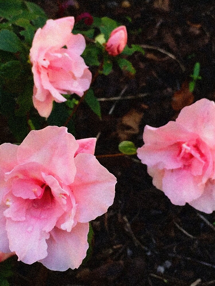 Thumbnail 3 von 3, Tuch, Azalee - errötendes Rosa designt und verkauft von Rasendyll.