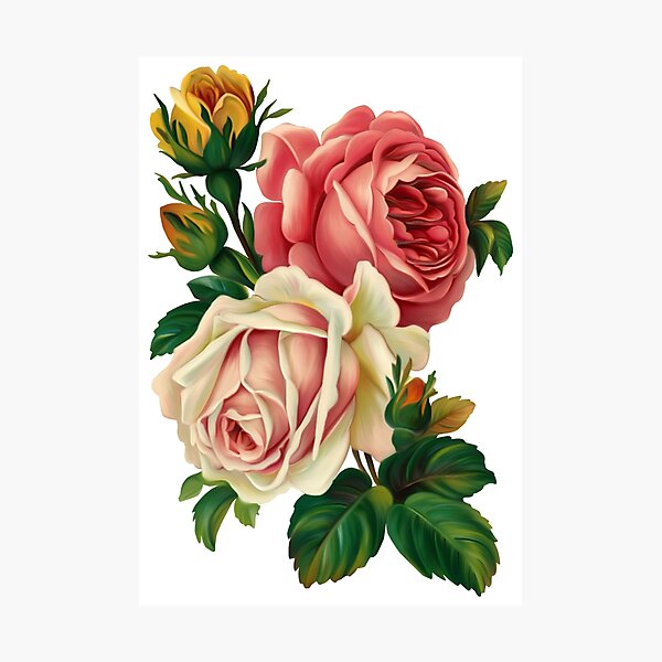 Item preview, Roses are versatile flowers.. Pink and white roses illustration. designed and sold by Senior-Kuzmin.