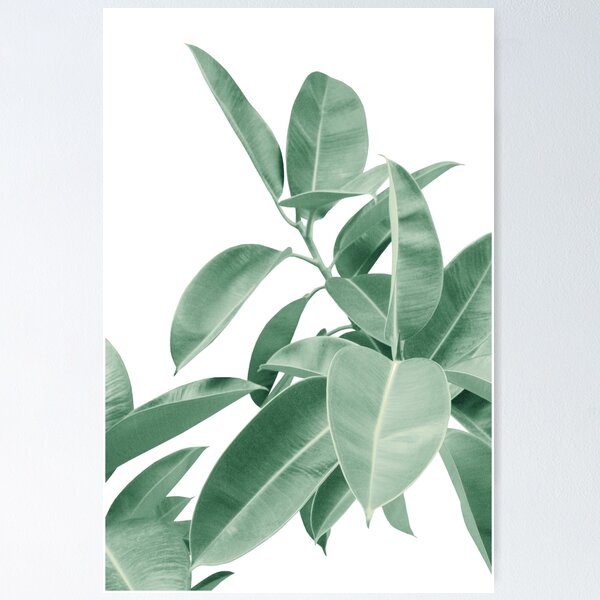 Item preview, Ficus Elastica Soft Green Glam #1 #tropical #decor #art  designed and sold by Anita's & Bella's Art.