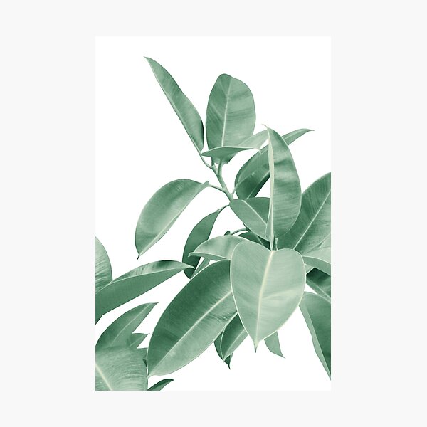 Item preview, Ficus Elastica Soft Green Glam #1 #tropical #decor #art  designed and sold by Anita's & Bella's Art.
