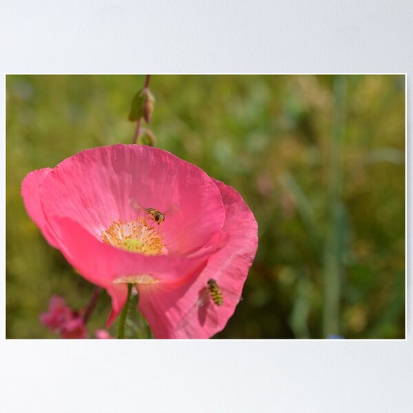 Item preview, In the pink designed and sold by Heather Thorsen.