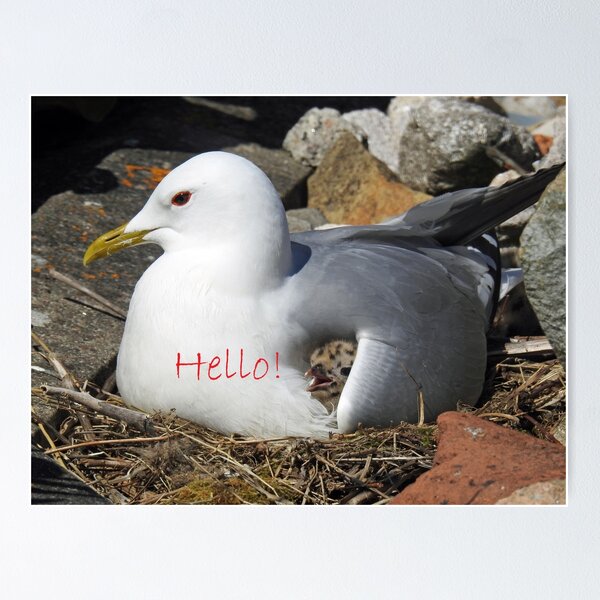 Item preview, Common Gulls designed and sold by sandysshoots.