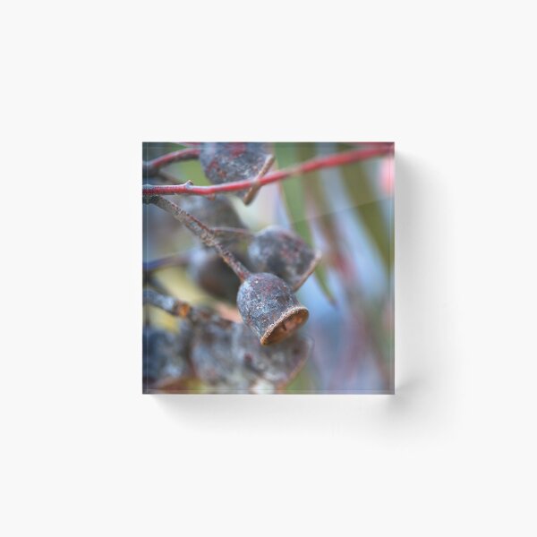 Item preview, Mature Gumnuts Brown designed and sold by Joy Watson - Natural Light Photography .