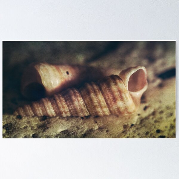 Seashells 34 Poster