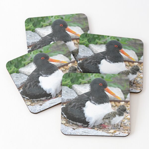 Item preview, Oystercatchers  designed and sold by sandysshoots.