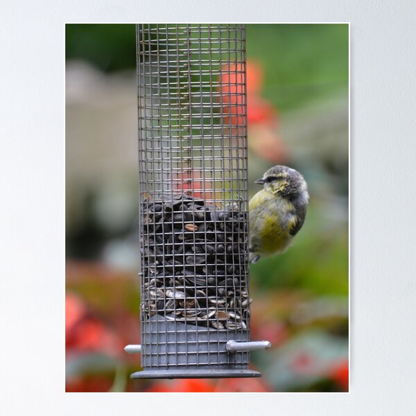 Item preview, Blue tit on seed designed and sold by ejrphotography.