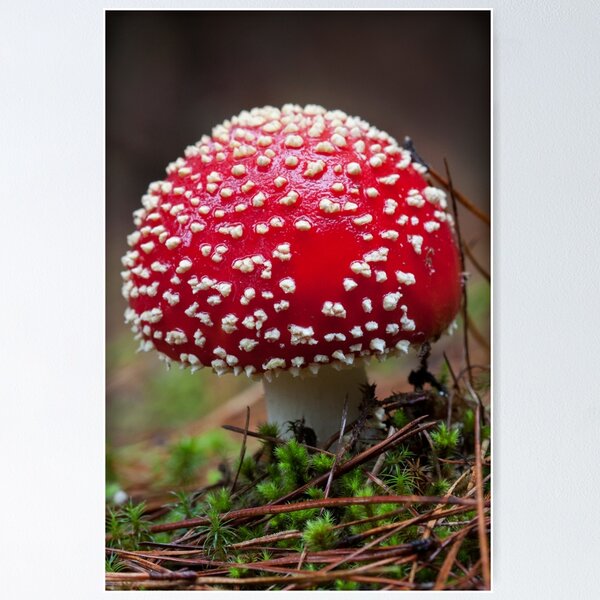 Item preview, ~ Toadstool ~ designed and sold by Leeo.