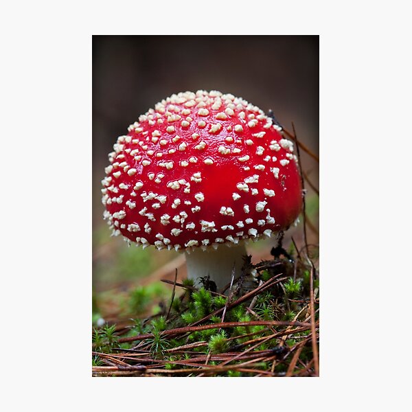 Item preview, ~ Toadstool ~ designed and sold by Leeo.