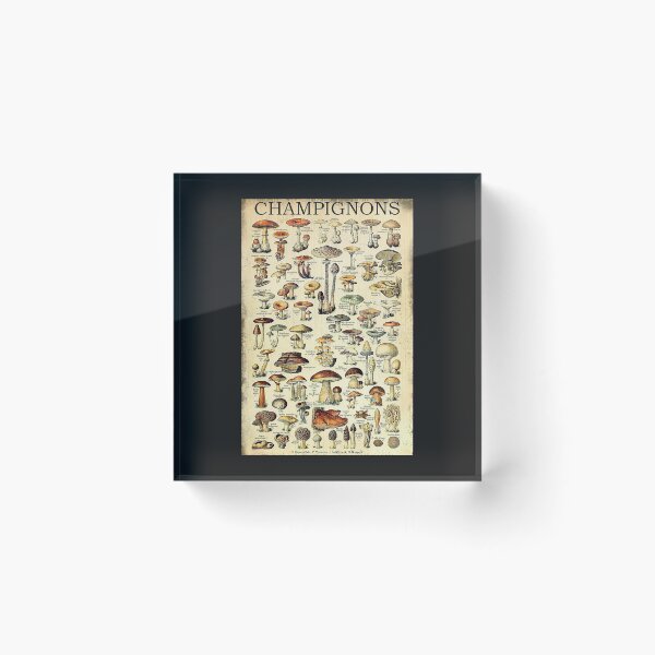 Item preview, Kind Of Champignons Poster designed and sold by DaleSwart.