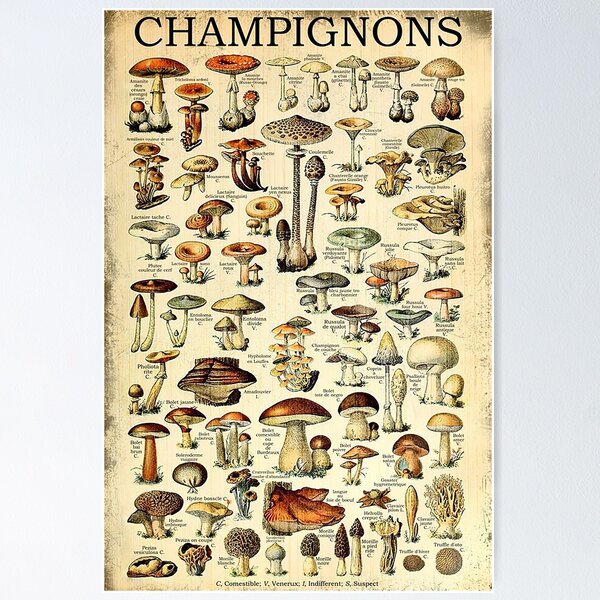 Item preview, Kind Of Champignons Poster designed and sold by DaleSwart.