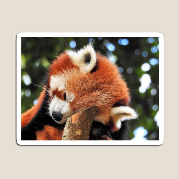 Item preview, Sleeping red panda designed and sold by StudioCorvid.