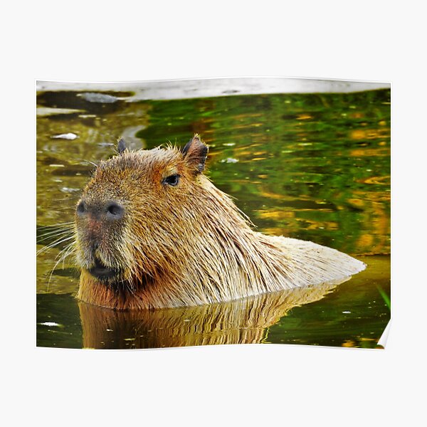 Capybara Poster