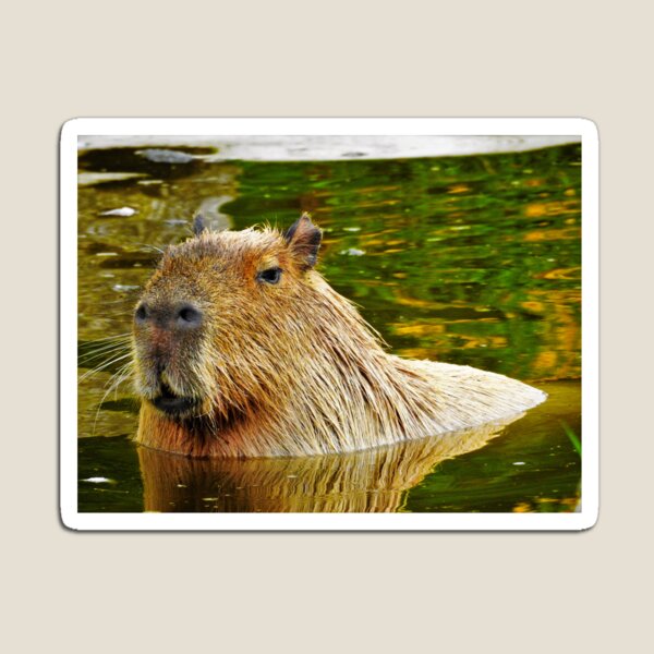 Artikelvorschau, Capybara entworfen und verkauft von StudioCorvid.
