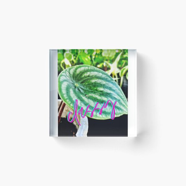 Item preview, Classy peperomia designed and sold by Chelle478.