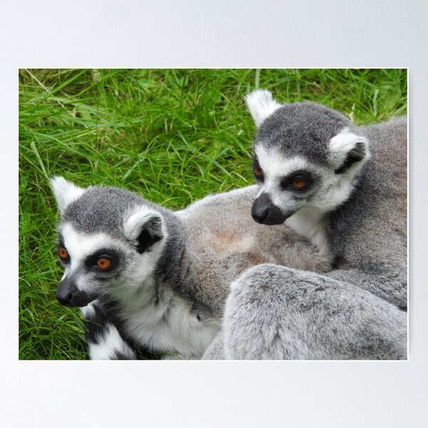 Item preview, Ring tail lemur  designed and sold by StudioCorvid.