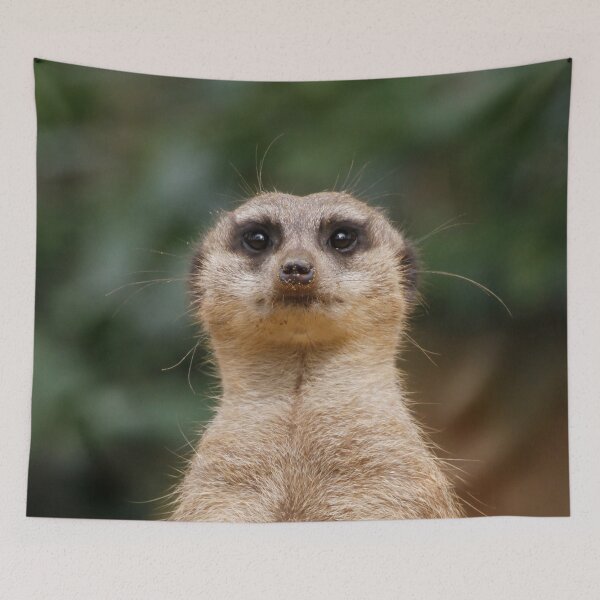 Item preview, Meerkat 001 designed and sold by JAMFoto.