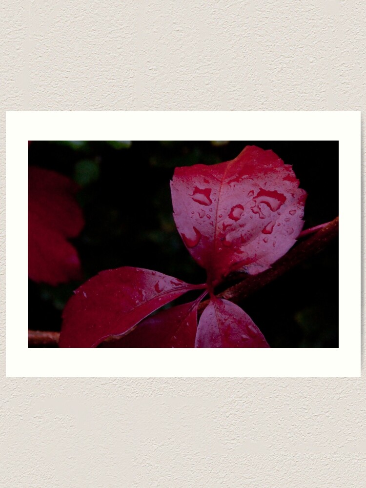 Alternate view of Red Leaf Raindrops, Bolzano/Bozen, Italy Art Print
