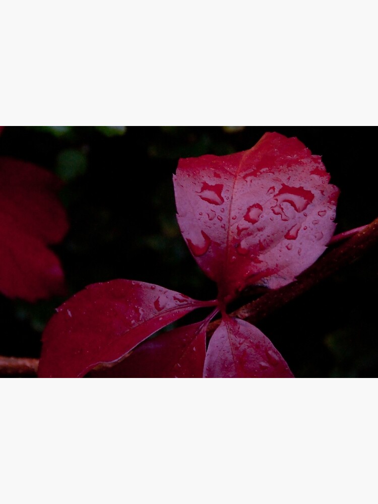 Red Leaf Raindrops, Bolzano/Bozen, Italy by leemcintyre