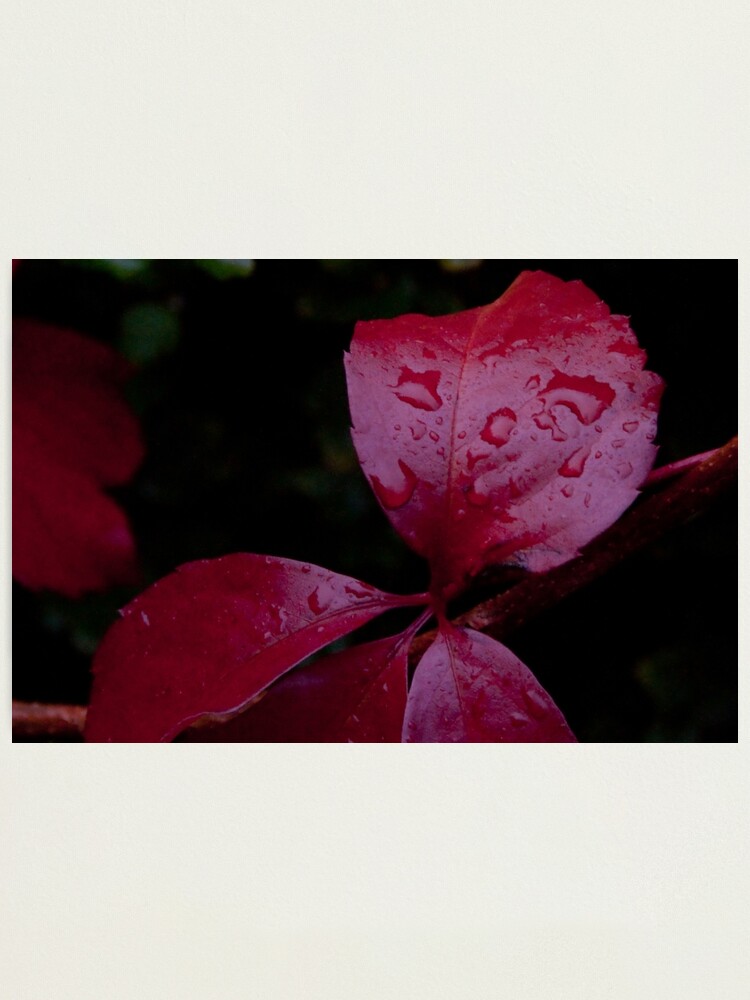 Alternate view of Red Leaf Raindrops, Bolzano/Bozen, Italy Photographic Print