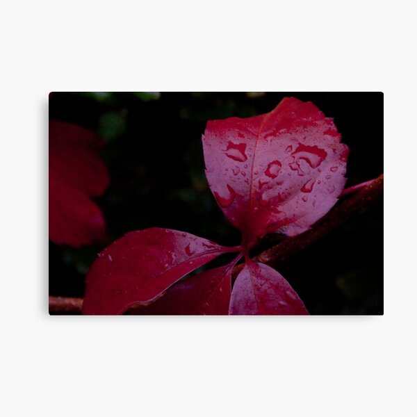 Red Leaf Raindrops, Bolzano/Bozen, Italy Canvas Print